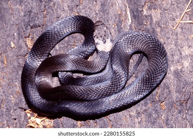 Nocturnal venomous Australian Pale-headed Snake