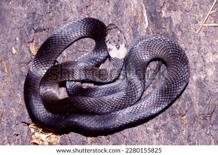 Nocturnal venomous Australian Pale-headed Snake