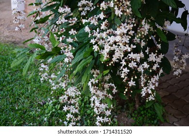 Clerodendron Bilder Arkivbilder Og Vektorer Shutterstock