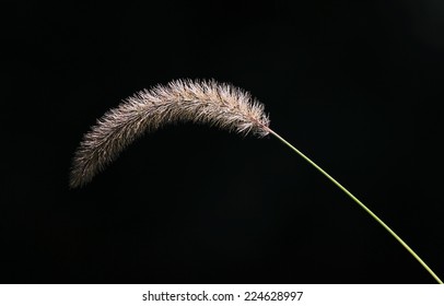 Nodding Foxtail Bristlegrass