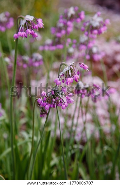 Nodding Onion flower in light purple (Allium
cernuum) in summer
garden