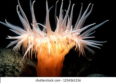 anemone images photos et images vectorielles de stock shutterstock