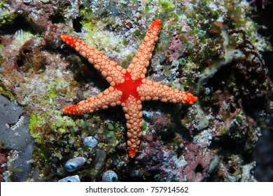 Noduled sea star (Fromia nodosa) underwater on the bottom of the sea 