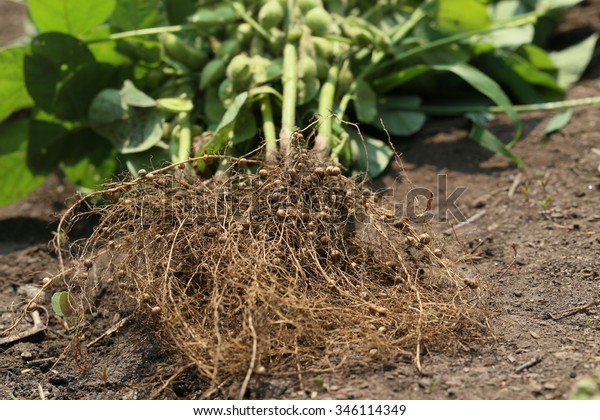 Nodules Soybean Stock Photo 346114349 | Shutterstock