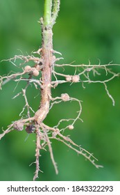 Nodules of soybean. Atmospheric nitrogen-fixing bacteria live inside