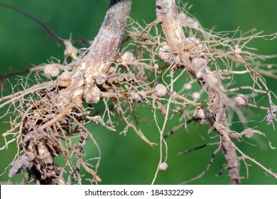 Nodules of soybean roots. Atmospheric nitrogen-fixing bacteria live inside