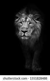 Lion Noir High Res Stock Images Shutterstock