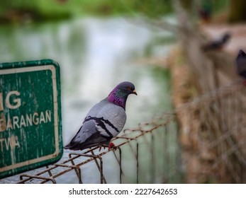 Noise and defocused photo of Pigeon standing on a iron fence. pigeon on blurry background. Bird concept photo. - Shutterstock ID 2227642653