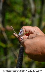 Noise Horned Snake In Hands, Preparation For Venom Extraction