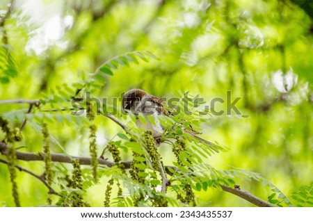 Similar – Image, Stock Photo Bookfinch brings water to his boy