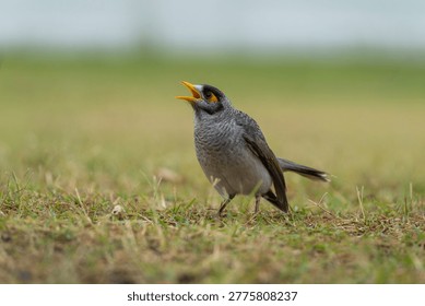 Noisy Miner Bird Calling on Grass in Natural Habitat