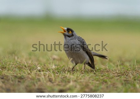 Noisy Miner Bird Calling on Grass in Natural Habitat