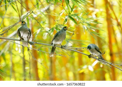 Noisy Miner Birds Also Known As Manorina Melanocephala