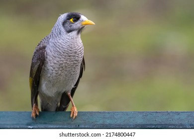 Noisy Miner (Manorina Melanocephala) Closeup Portrait.