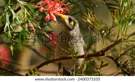 A Noisy Miner, a species native to Australia, perched on a branch. The bird is gray in color with a yellow patch around its eye. It is perched on a branch with green leaves and red flowers.