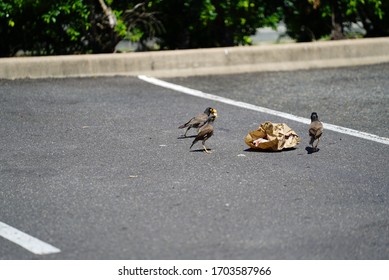 Noisy Miners Eat Food From Human's Trash (Hungry Jack's)