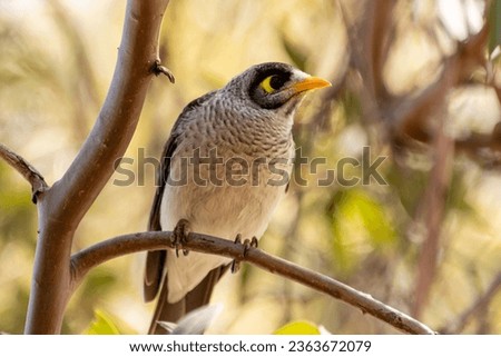 A Noisy Minor Bird perched on a tree branch