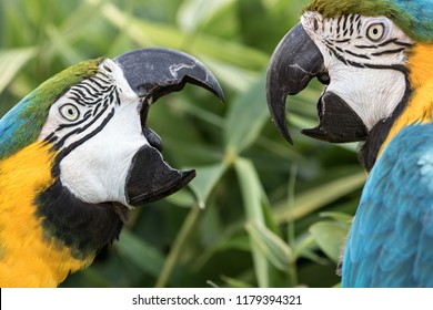 Noisy Neighbour. Angry Birds. Domestic Squabble Of Two Blue-and-gold Macaw Parrot Neighbors. The Fight Was A Dispute Over A Walnut. Animal Argument. Funny Animal Meme Image.