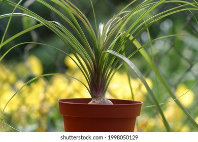 Nolina Or Pony-tail Palm. Indoor Plants Outdoors Outside In Summer Season