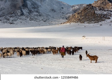 Nomad Herder Of Mongolia Taking Care Of His Livestock During Winter