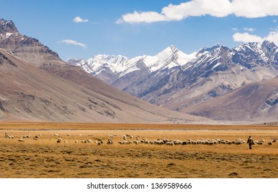 A Nomad With His Sheep Herd In Zanskar Valley, India