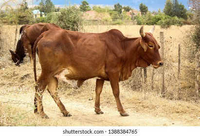 Nomadic Pastoral Farming In Progress During A Drought With Cattle