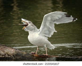 Non Breeding European Herring Gull Eating a Fish