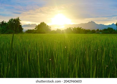 Non Focus Show Natural Green Rice Farm Sun Rise For Background