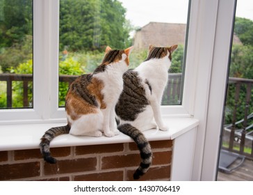 Non Identical Twin Cats Looking Out Of A House Window. In The Bottom Right Hand Corner You See Why.