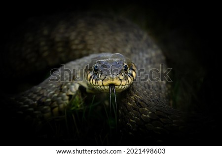 Similar – Image, Stock Photo close up of Vipera ursinii rakosiensis