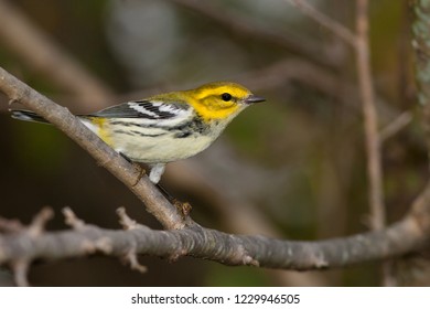 A non-breeding Black-throated Green Warbler perching in a tree