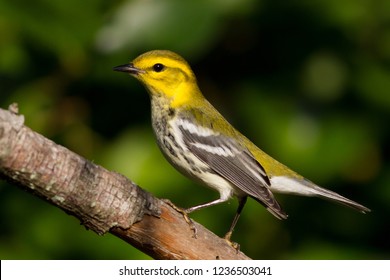 A non-breeding female Black-throated Green Warbler perching on a branch