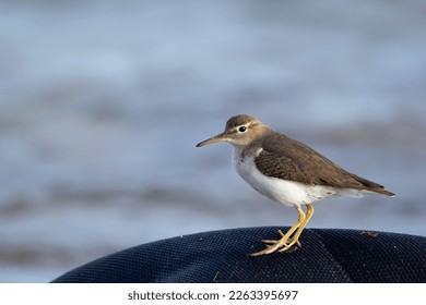 Non-breeding immature spotted sandpiper is at the sea shore. Blue water in the background.
