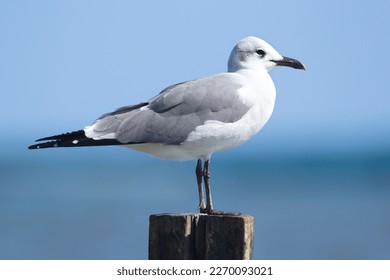 Non-breeding Laughing gull in pale plumage is standing on the wooden pole at the beach of the ocean, blue water and the sky on the background.