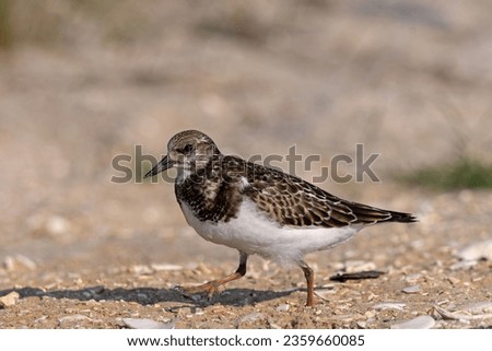 Nonbreeding ruddy turnstone on a beach littered with broken shells. Nonbreeding turnstones are a stocky, short legged shorebird, brown overall with a rounded brown chest patch.