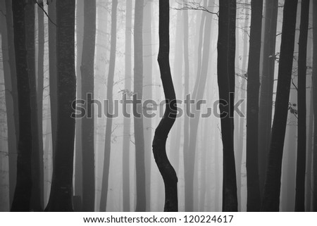 THE NON-CONFORMIST. a forest tree different from the others. Gutai mountains, Romania.