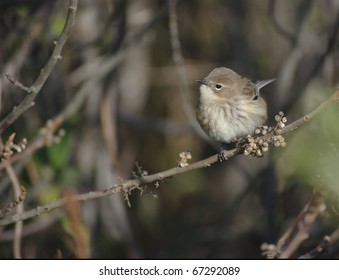 A Nondescript Warbler In His Winter Feathers In Cape May, NJ In November