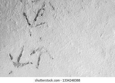 Non-dry Mortar Surfaces And Chicken Footprints.