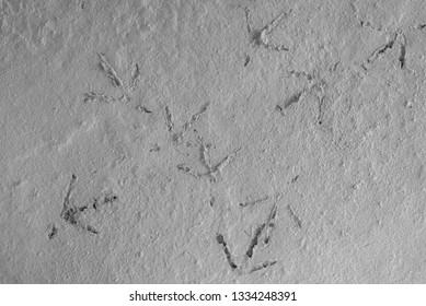 Non-dry Mortar Surfaces And Chicken Footprints.