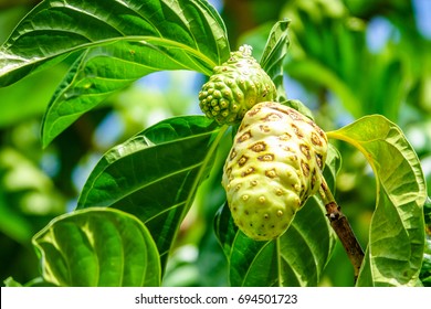 6,203 Noni tree Images, Stock Photos & Vectors | Shutterstock