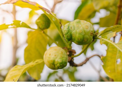 Noni fruit herbal medicines fresh noni on tree Other names Great Marinda, Beach mulberry