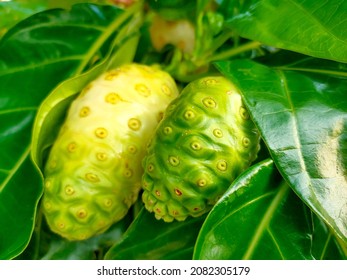 Noni Fruit Or Morinda Citrifolia Is A Fruit-bearing Tree In The Coffee Family, Rubiaceae. Its Native Range Extends Across Southeast Asia, Australasia, Was Spread Across The Pacific By Polynesian Sailor