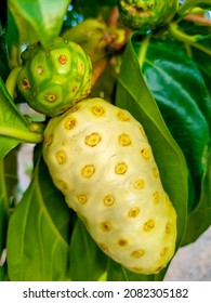 Noni Fruit Or Morinda Citrifolia Is A Fruit-bearing Tree In The Coffee Family, Rubiaceae. Its Native Range Extends Across Southeast Asia, Australasia,was Spread Across The Pacific By Polynesian Sailor