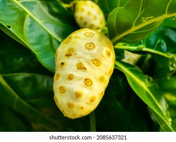 Noni Fruit Or Morinda Citrifolia Is A Fruit-bearing Tree In The Coffee Family, Rubiaceae. Its Native Range Extends Across Southeast Asia, Australasia, Was Spread Across The Pacific By Polynesian Sailo