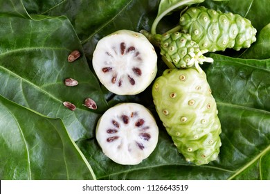 Noni fruit or Morinda Citrifolia and noni slice with seed isolated on green leaves of the noni background with copy space for text. Top view.