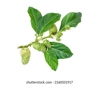 Noni fruits or Morinda citrifolia (indian mulberry, cheese fruit) with green leaves on branch tree isolated on white background. 