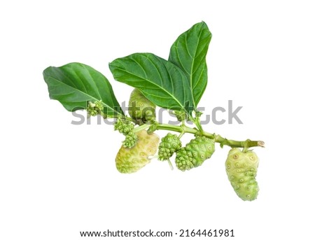 Noni fruits or Morinda citrifolia (indian mulberry, cheese fruit) with green leaves isolated on white background. 