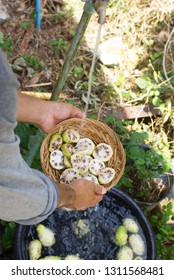 Noni Juice Bottle With Noni Fruit In Sack On Bamboo Mat On Wooden Table.jpg