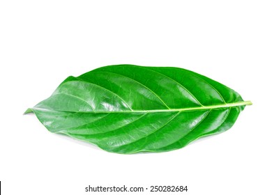 8,179 Noni leaf Images, Stock Photos & Vectors | Shutterstock