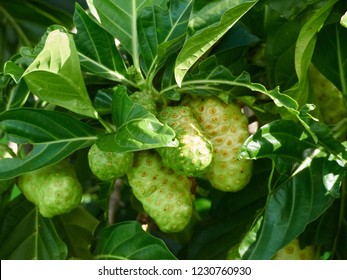 6,203 Noni Tree Images, Stock Photos & Vectors 